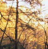late fall crabgrass and dead bushes
